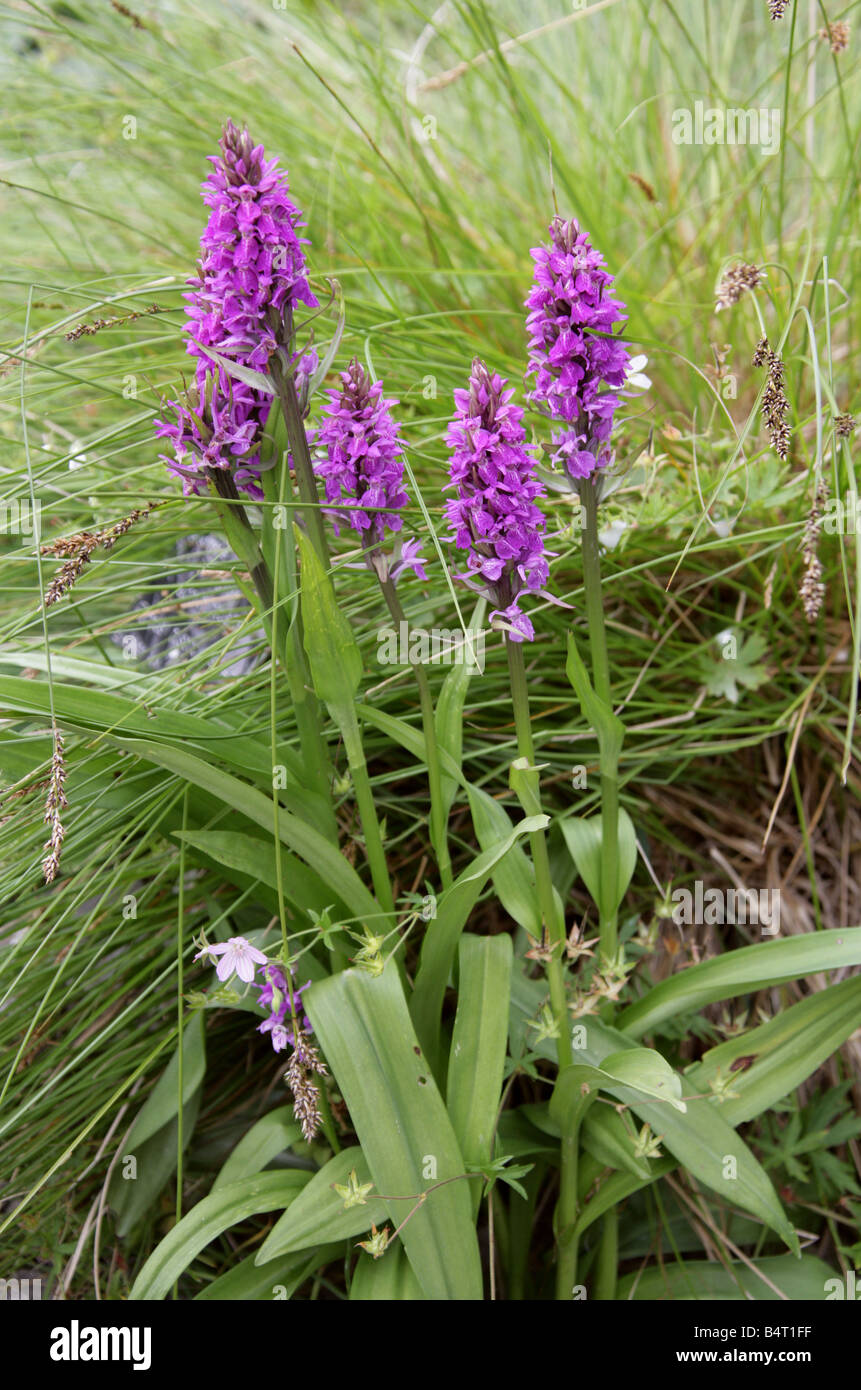 Southern Marsh Orchid, Dactylorhiza praetermissa, Orchidaceae, Europe Stock Photo
