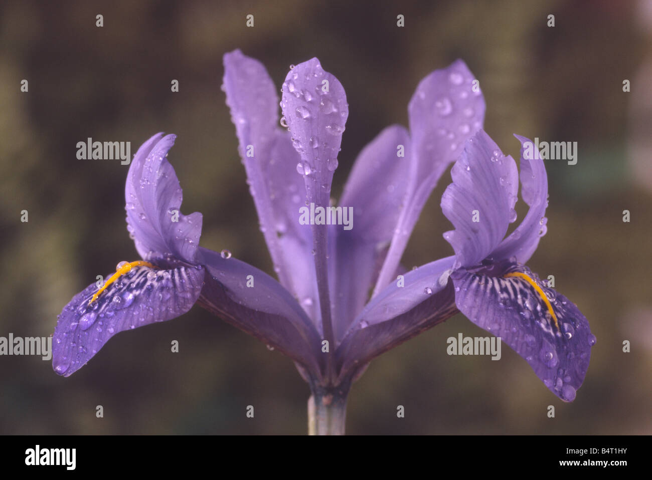 Iris histrioides 'Angel's Tears' Close up of blue reticulata iris. Stock Photo