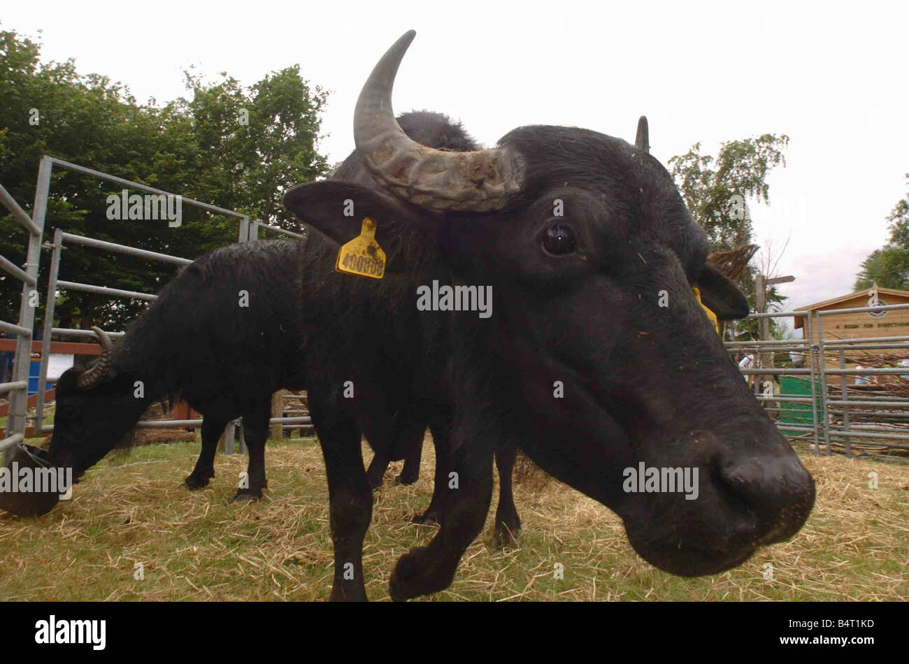 Royal Welsh Show Asian Water Buffalo from the Welsh Wildlife Centre Cilgerran Cardigan Stock Photo