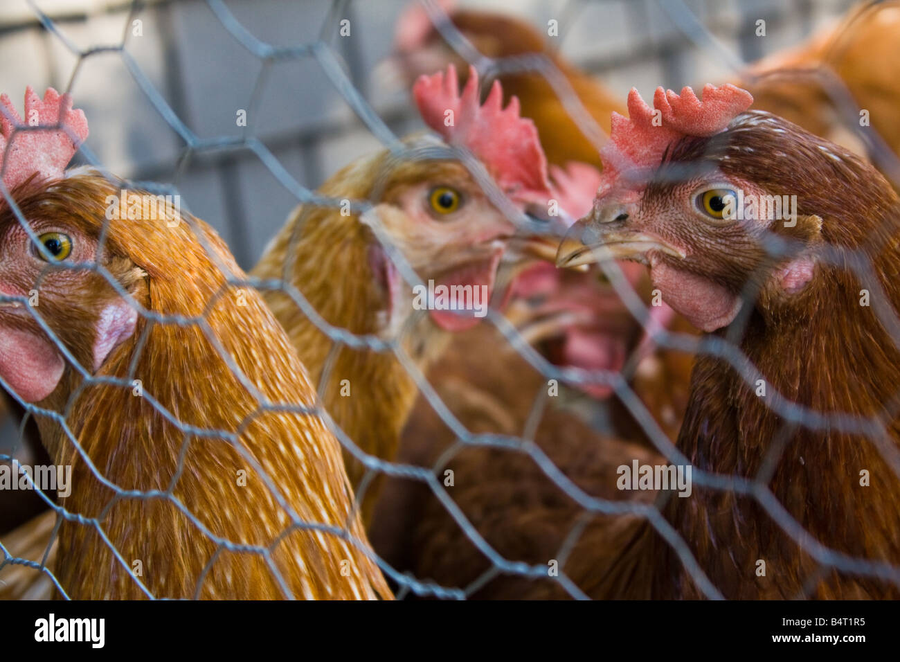 Chickens behind a mesh fence Stock Photo