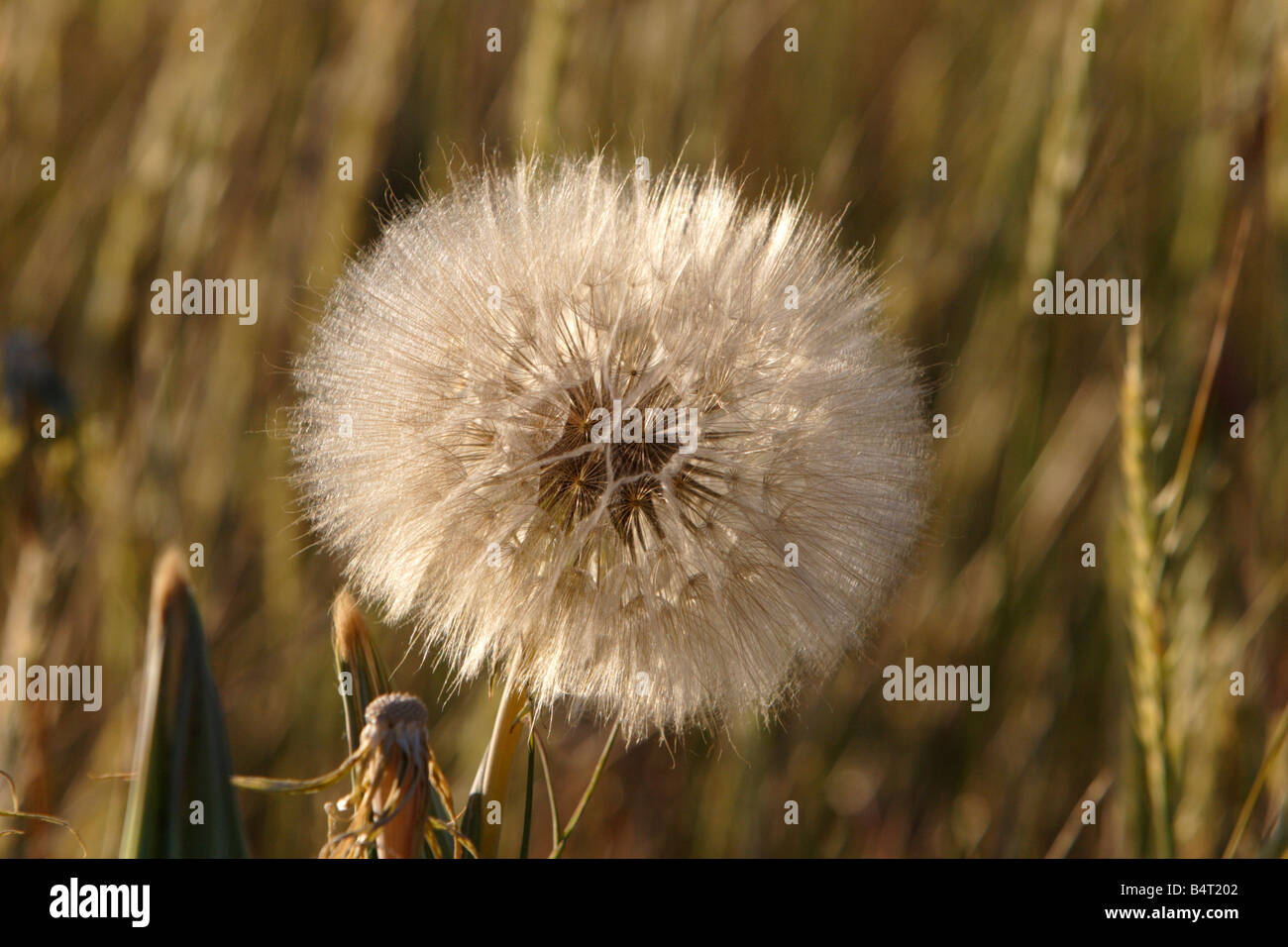 Dandelion (Taraxacum officinale) seed head along roadside near Dillon Montana in July Stock Photo