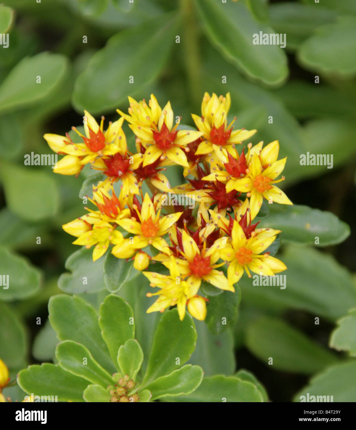Stonecrop, Sedum aizoon, Crassulaceae, Syn. Sedum maximowiczii, Sedum ellacombianum and Phedimus aizoon, North and Central Asia Stock Photo
