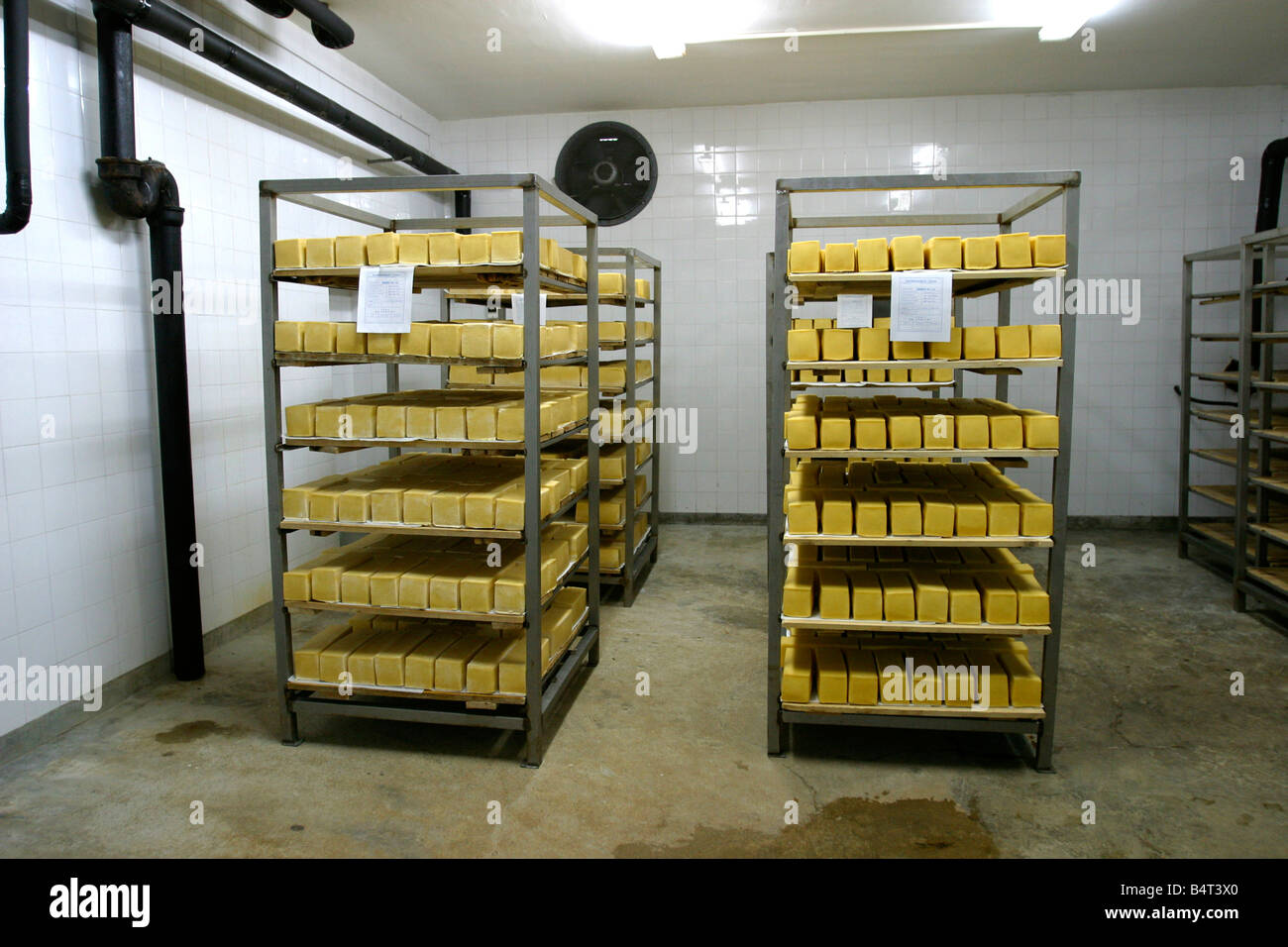 https://c8.alamy.com/comp/B4T3X0/cheese-in-cold-storage-in-modern-dairy-B4T3X0.jpg