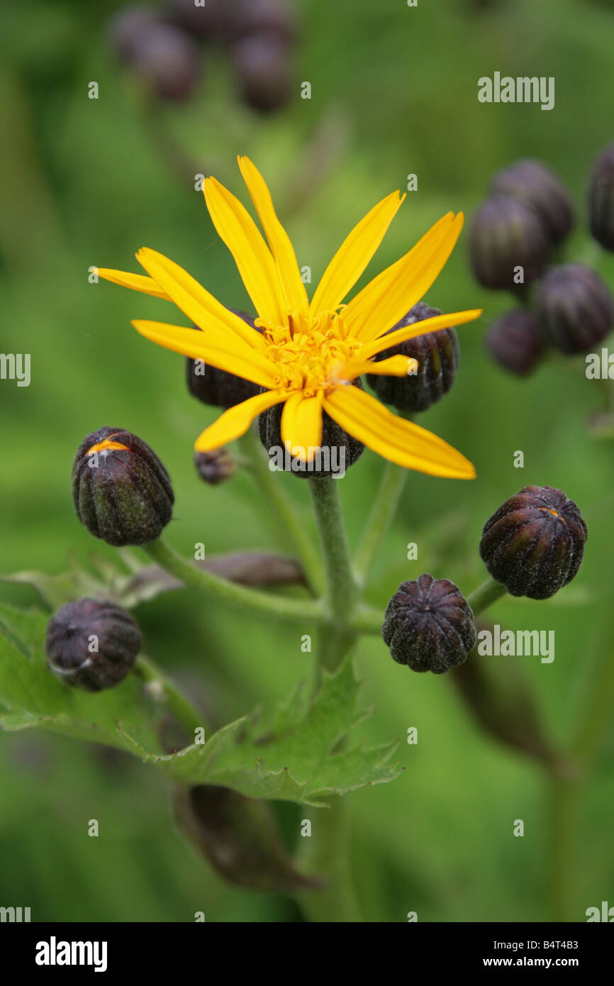 Ligularia japonica, Asteraceae Compositae, Japan and Korea Stock Photo