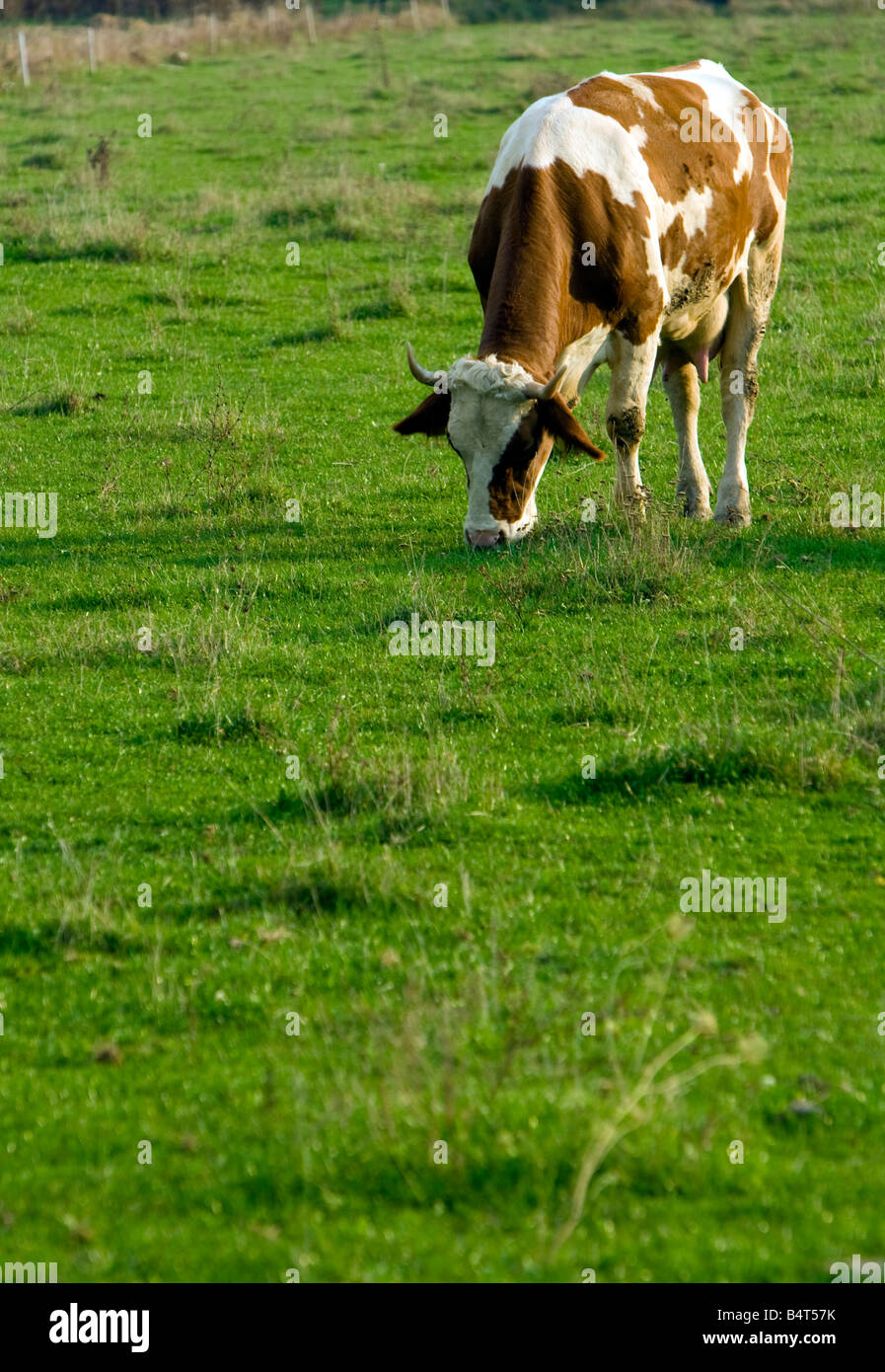 cow on pasture Stock Photo