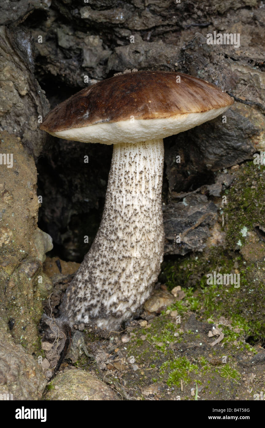 Mottled bolete fungus, leccinum variicolor, growing at the base of a birch tree, Fleet Valley, Dumfries and Galloway Stock Photo