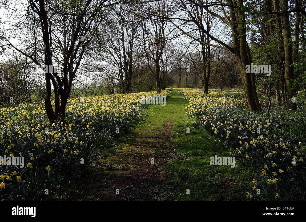 Daffodil Sunday at Newham Paddox Monks Kirby Stock Photo Alamy