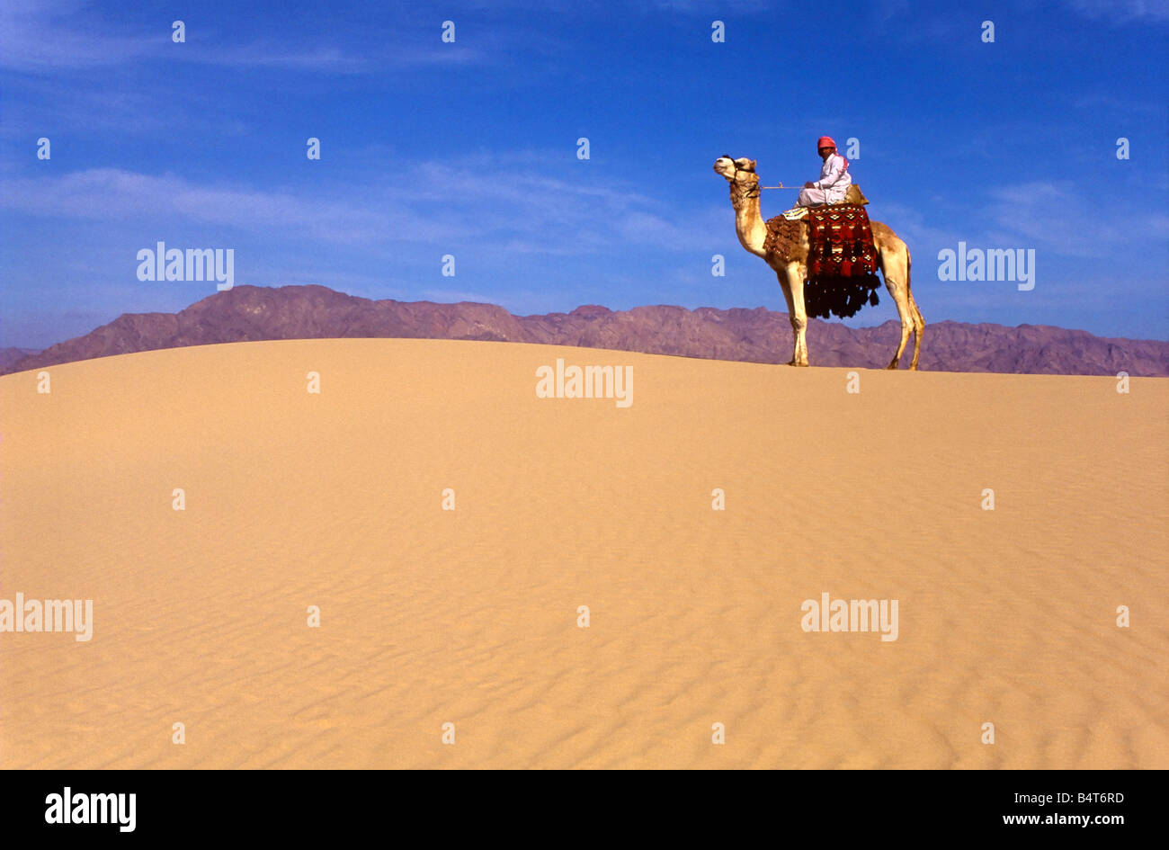A Bedouin dressed in traditional robes on a camel in the Sinai desert of Egypt. Stock Photo
