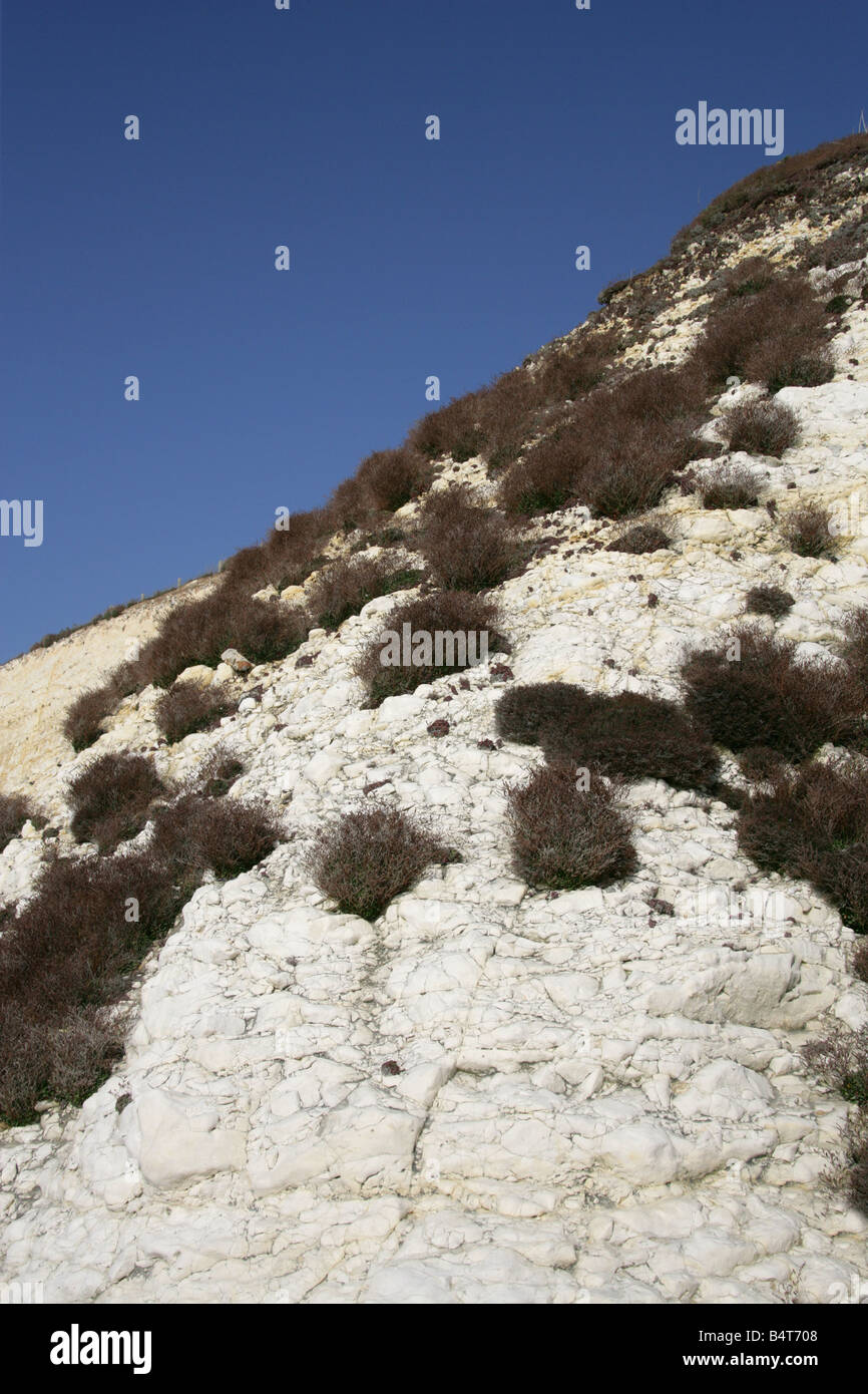 Hardy Succulent Plants Colonising the Chalk Cliffs at Peacehaven, East Sussex, UK Stock Photo