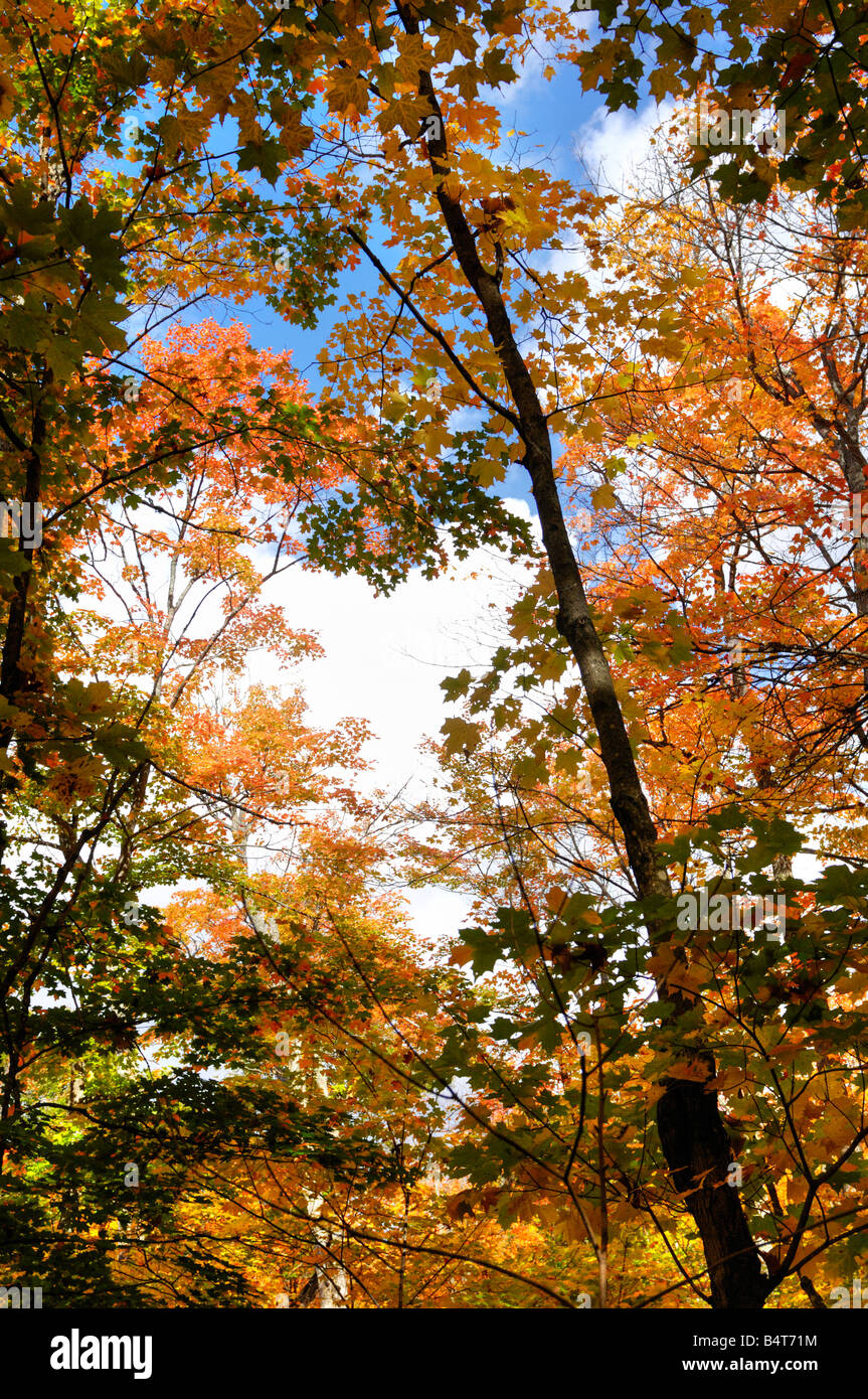 Beautiful autumn nature Stock Photo