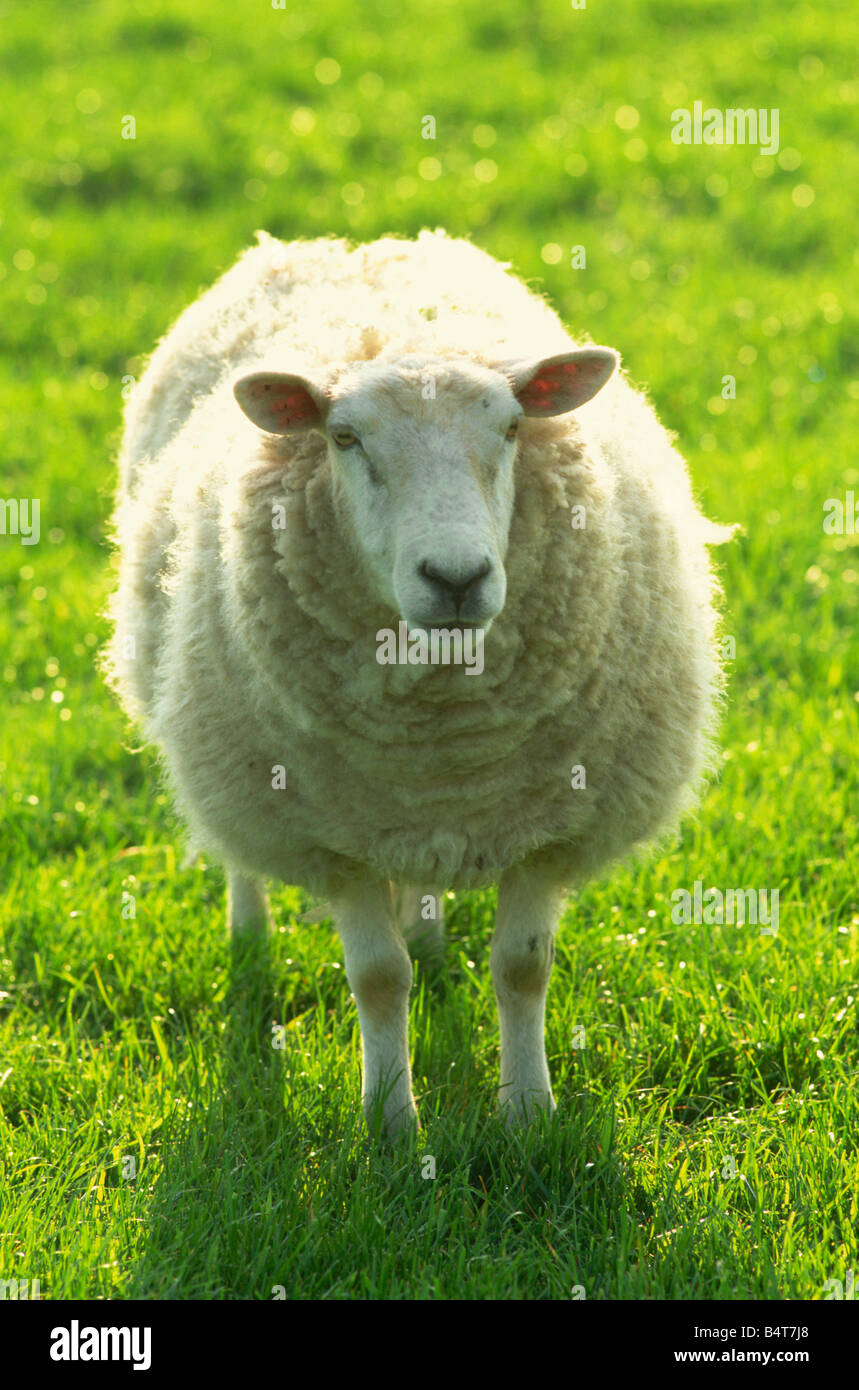 England, Cotswolds, Sheep in Field Stock Photo