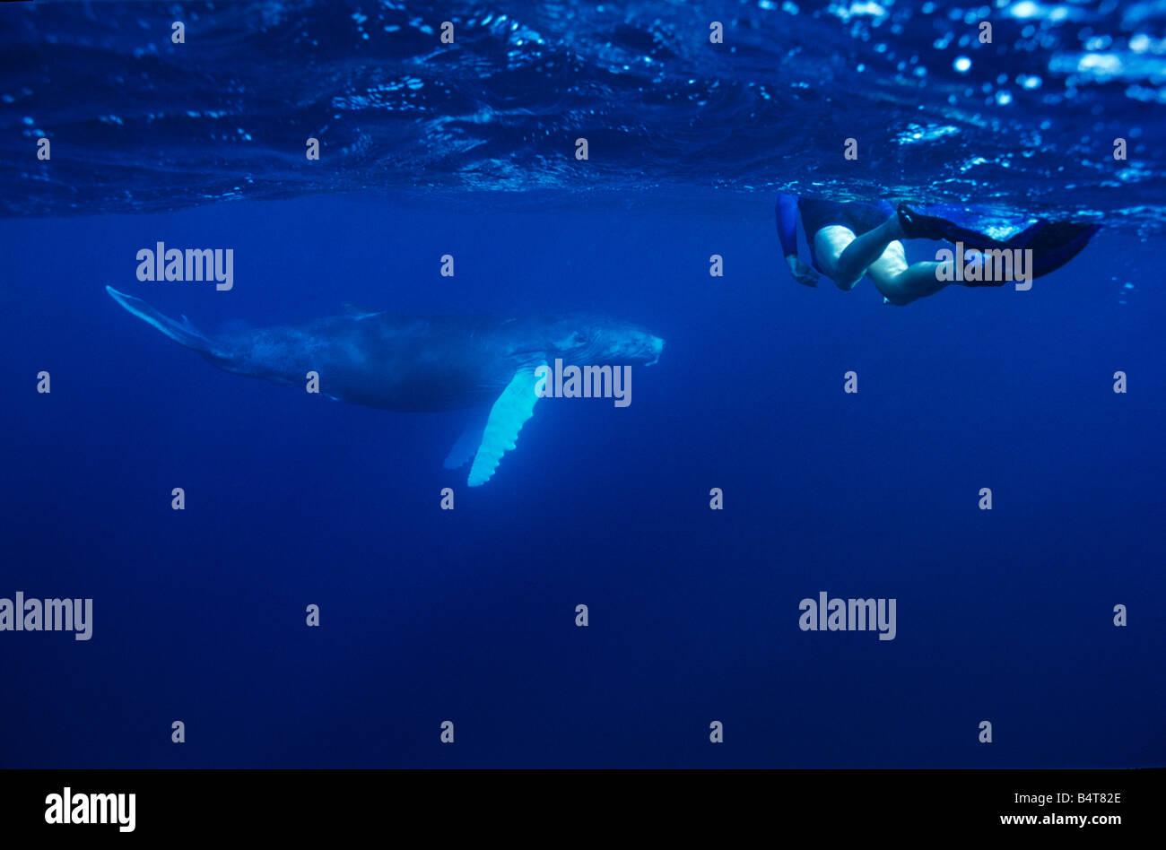 humpback whales (Megaptera novaeangliae) with snorkler, Silver banks, Dominican republic Stock Photo