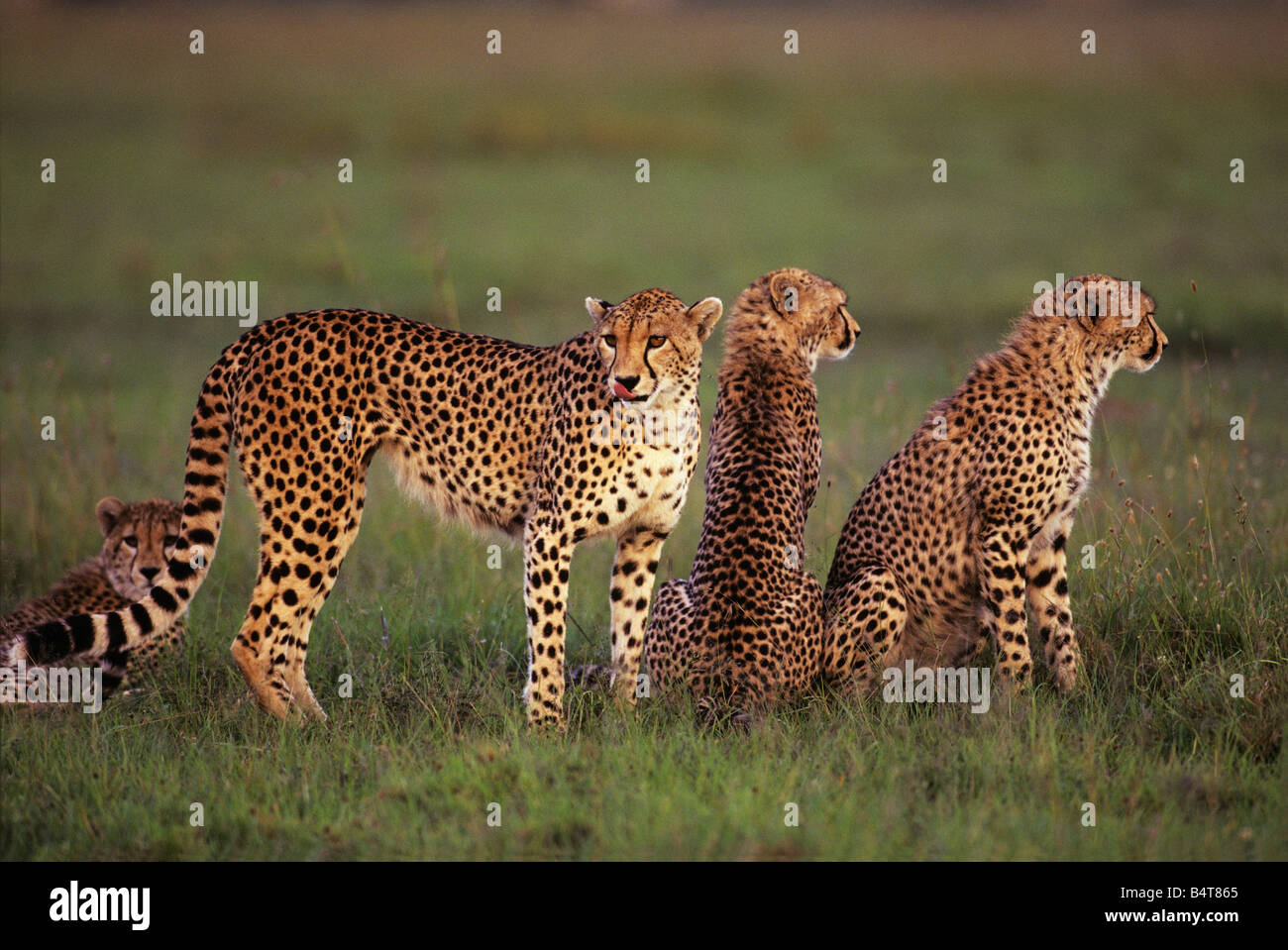 A mother cheetah with her nearly fully-grown offspring at sunset on the serengeti Stock Photo