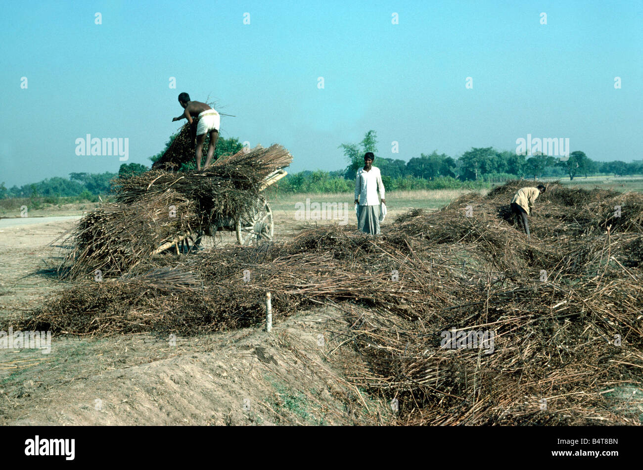 Bangladeshdelivering jute harvest, Dinajpur Stock Photo Alamy