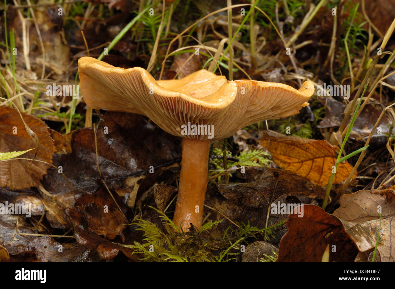 Orange Milkcap fungus, lactarius aurantiacus, Caldons Wood, Cree Valley, Dumfries & Galloway Stock Photo