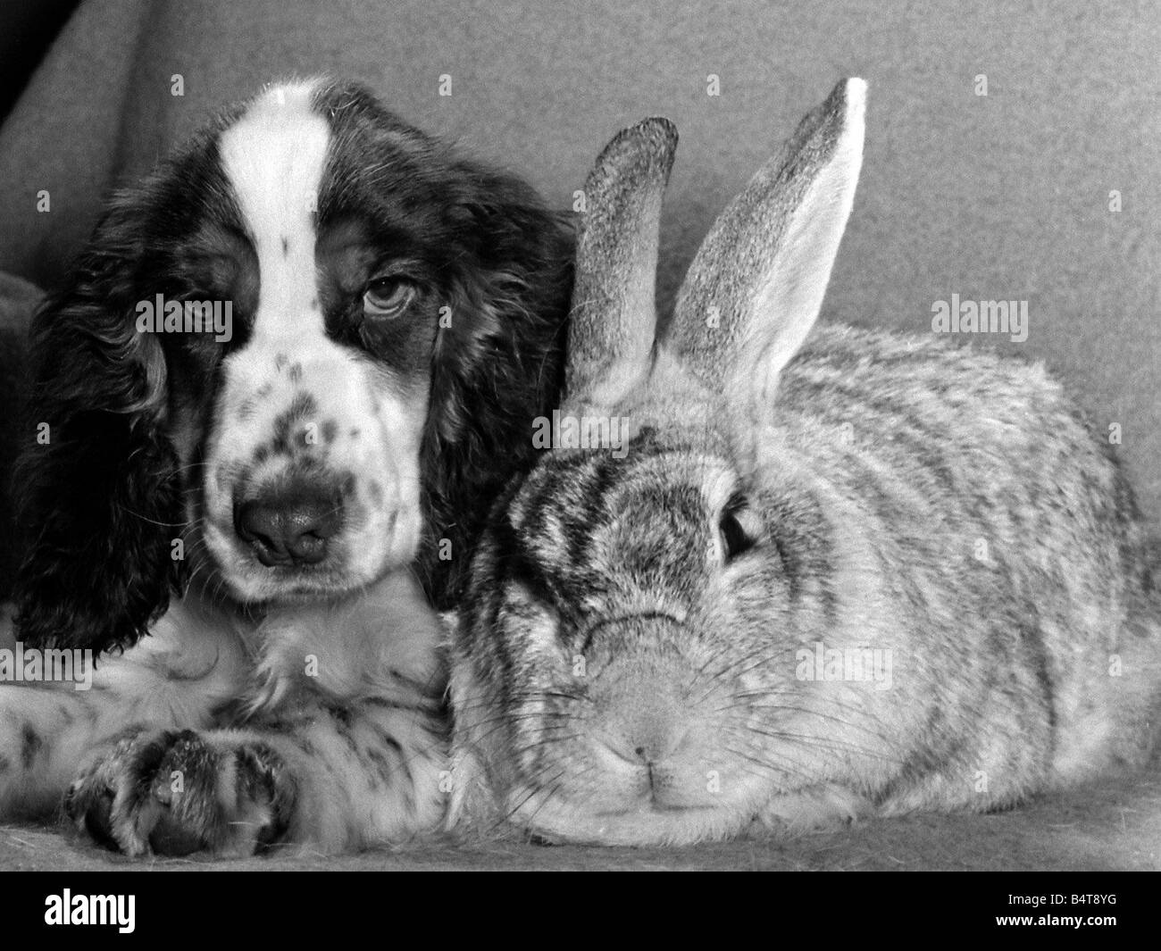 Peter rabbit hi-res stock photography and images - Alamy