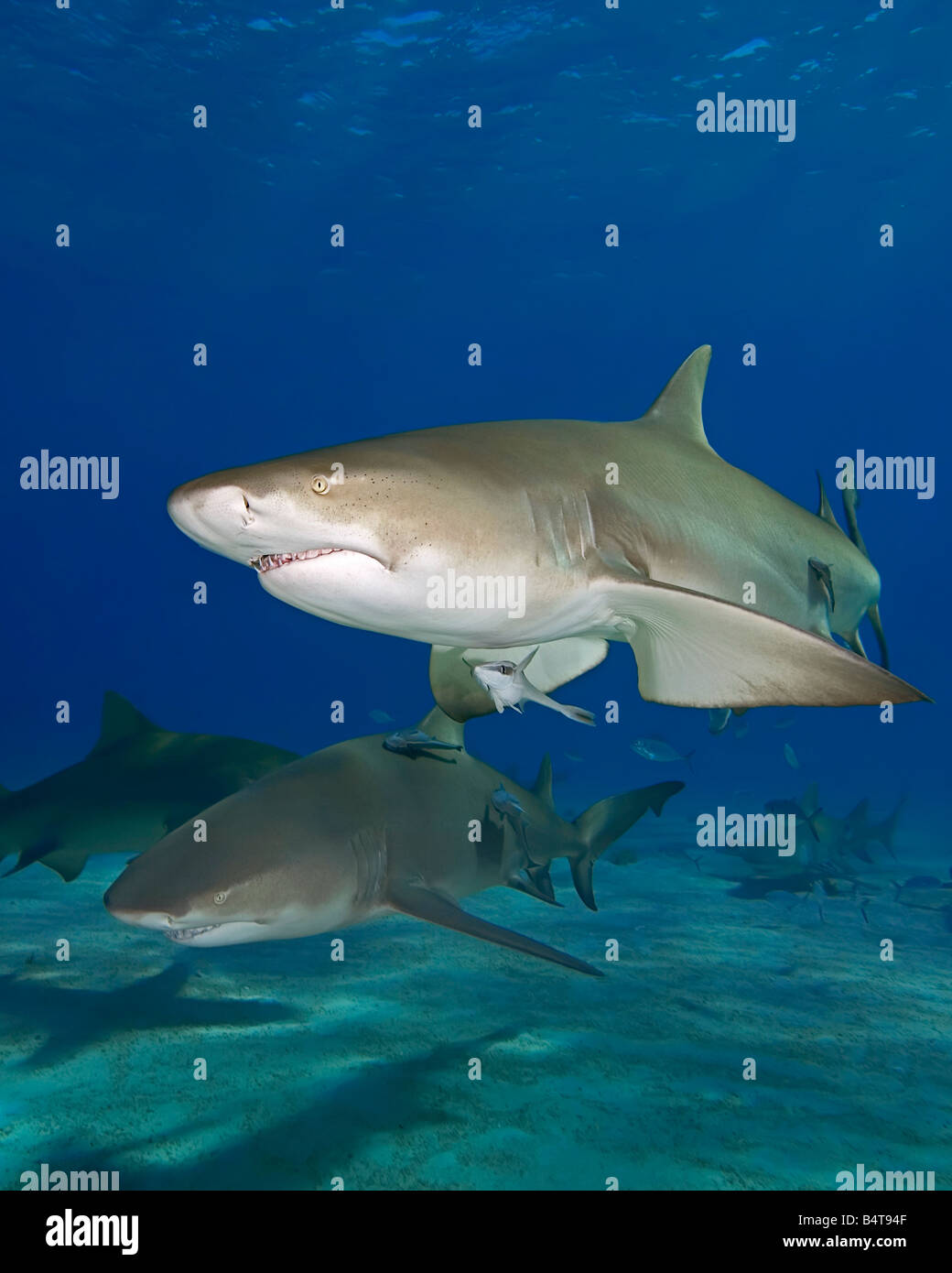 Lemon Sharks Negaprion brevirostris and Sharksuckers Echeneis naucrates
