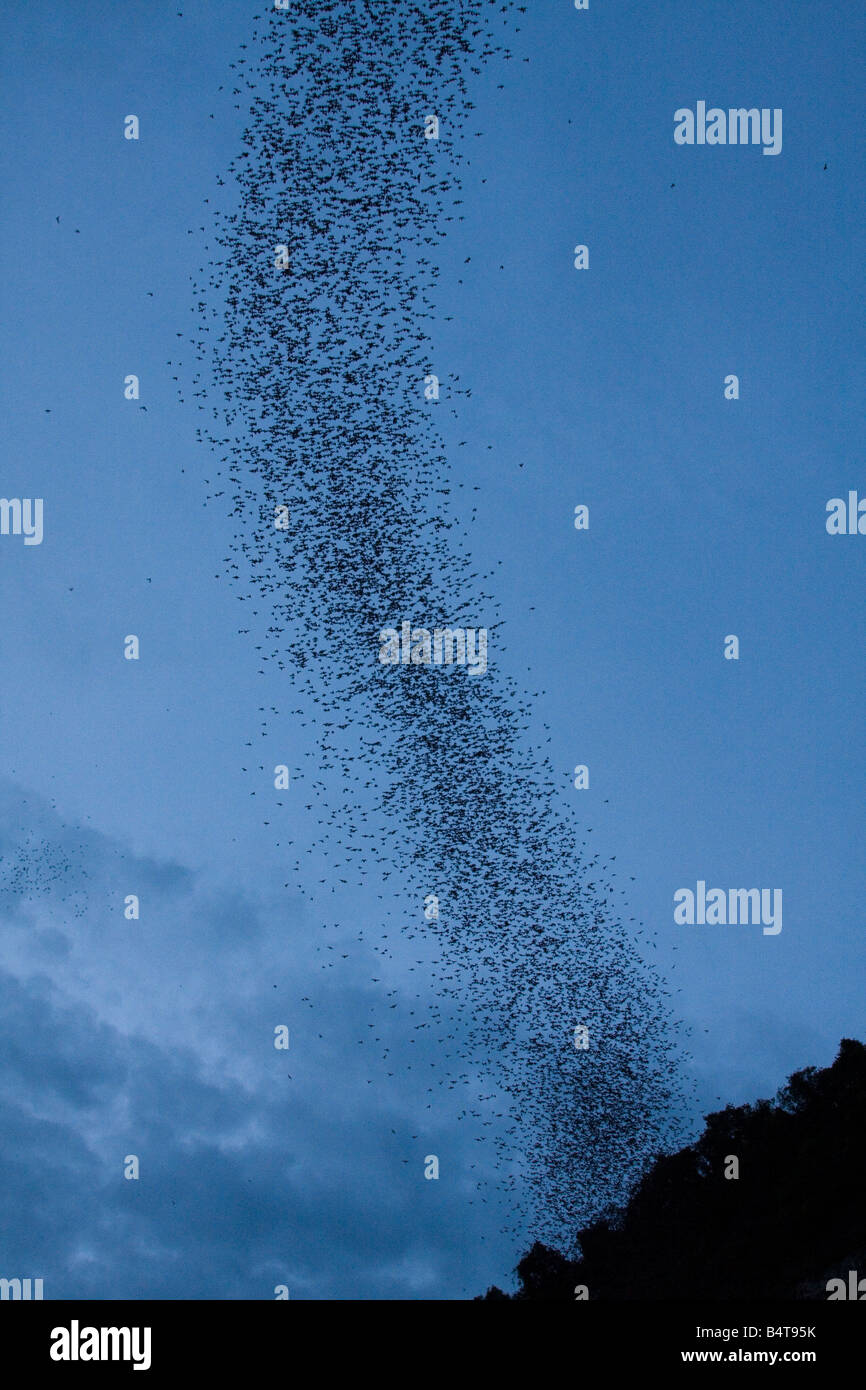 Bats flying out of their bat cave in Callao, Cagayan Valley, Northern Philippines, Asia Stock Photo