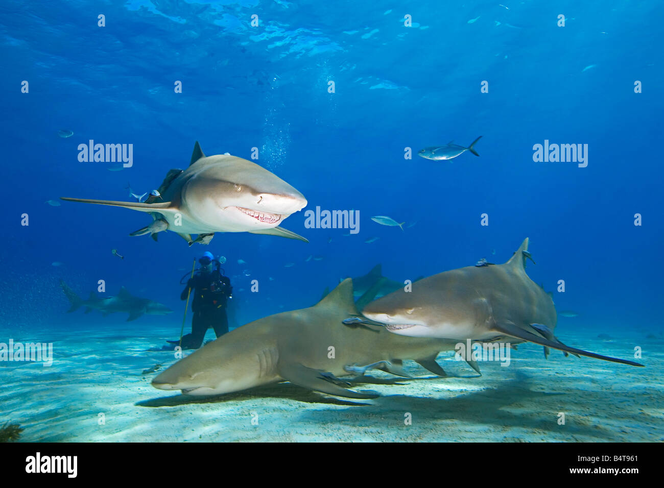 Lemon Sharks Negaprion brevirostris and scuba diver West End Grand
