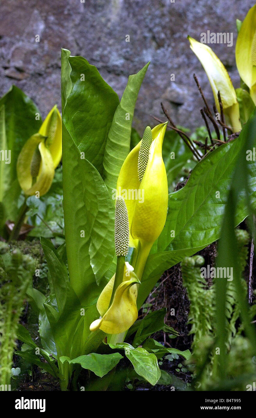 Belsay Hall Castle and gardens Skunk cabbage Stock Photo