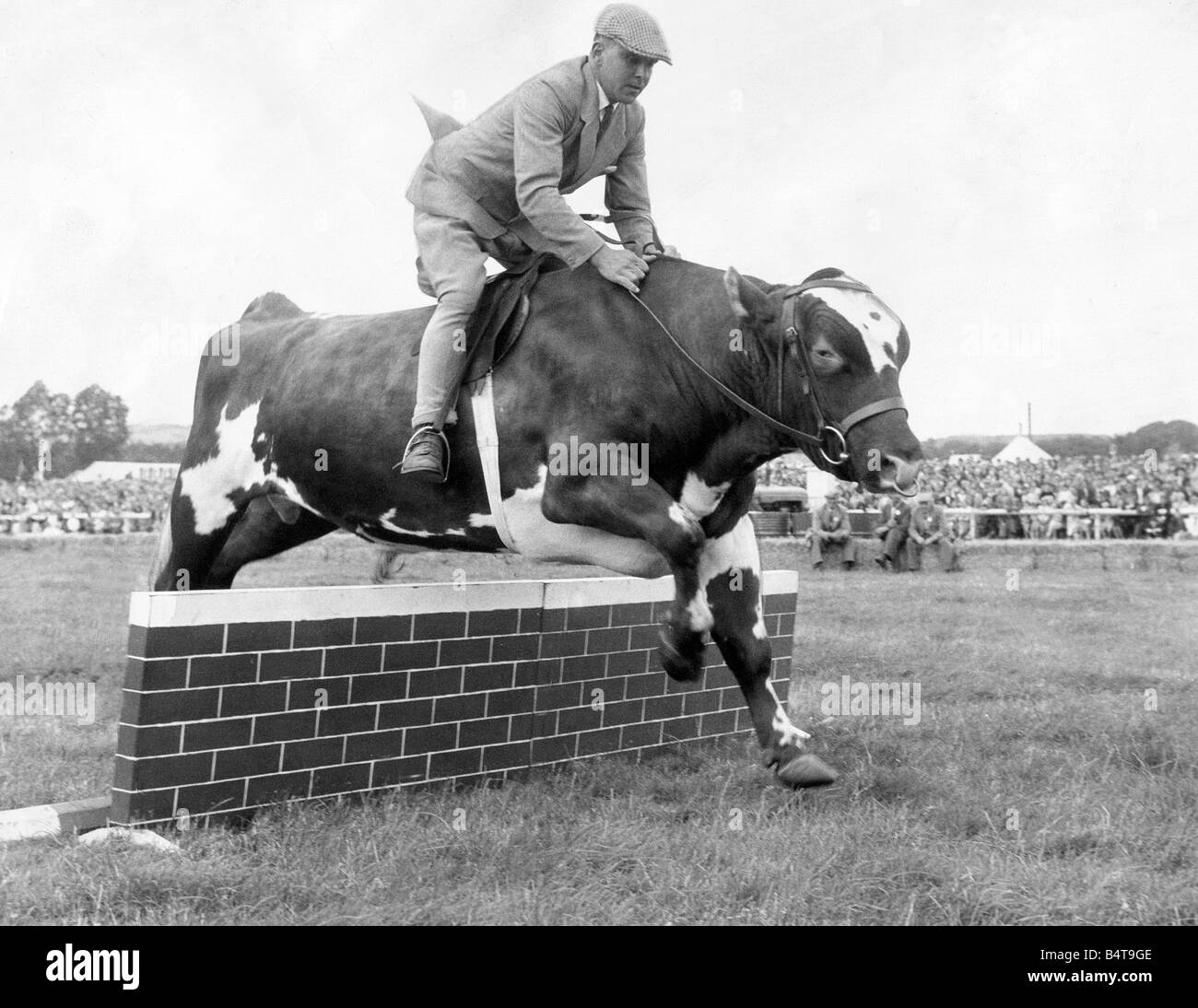 Not a likely Grand National runner this Ayrshire bull called William delighted the crowds at the Tyneside Agricultural Show in Corbridge in August 1964 Stock Photo
