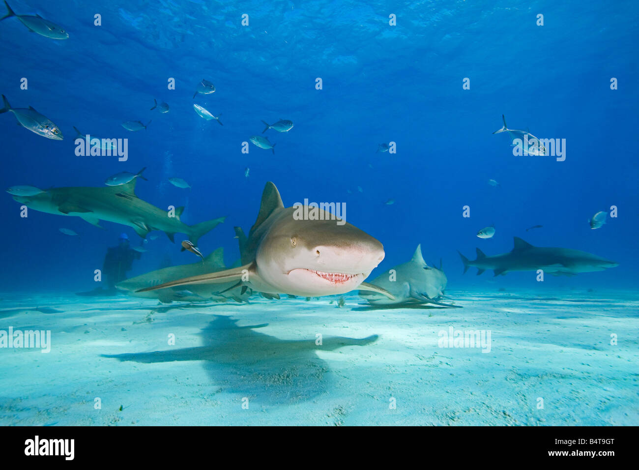 Lemon Sharks Negaprion brevirostris Blue Runner jacks Caranx crysos and scuba diver West End Grand Bahama Atlantic Ocean Stock Photo