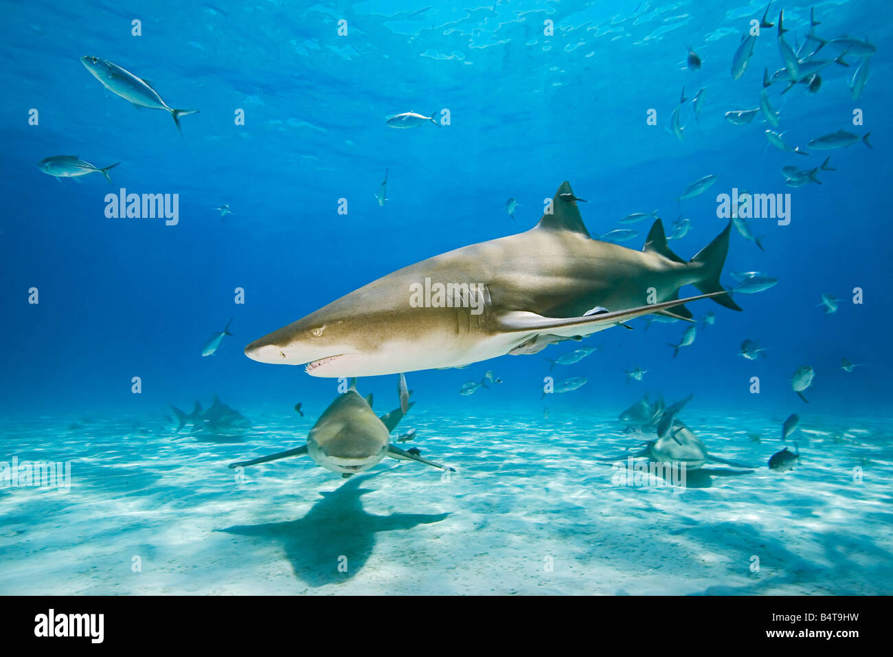 lemon sharks, Negaprion brevirostris, and blue runner jacks, Caranx crysos, Grand Bahama, Bahamas, Atlantic Ocean Stock Photo