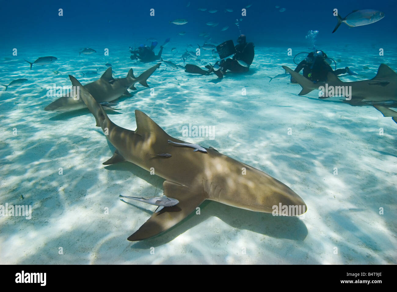 lemon sharks, Negaprion brevirostris, with sharksuckers, Echeneis naucrates, blue runner jacks, Caranx crysos, and scuba divers Stock Photo