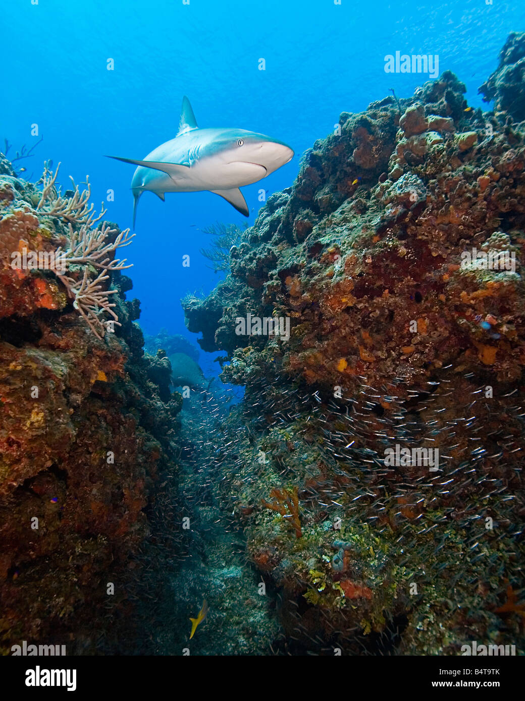 Caribbean Reef Sharks Carcharhinus perezi swimming over coral reef ledges with minnows West End Grand Bahama Atlantic Ocean Stock Photo