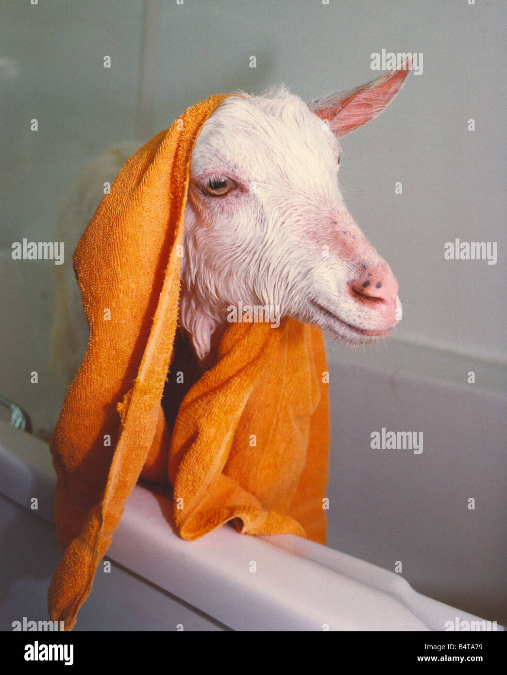 A goat taking a bath Stock Photo Alamy