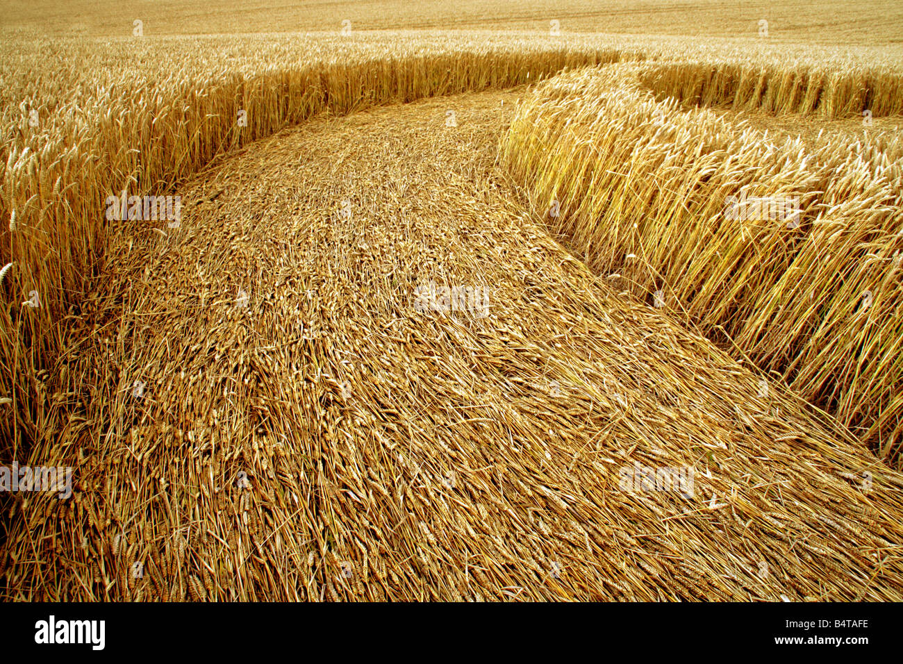 Part of a crop cicle cut into a wheat field Stock Photo