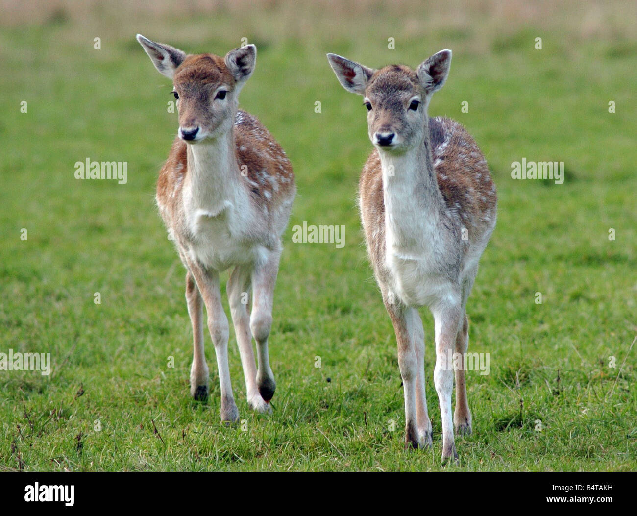 Fallow Red Fallow red and sika deer 2005 Stock Photo - Alamy