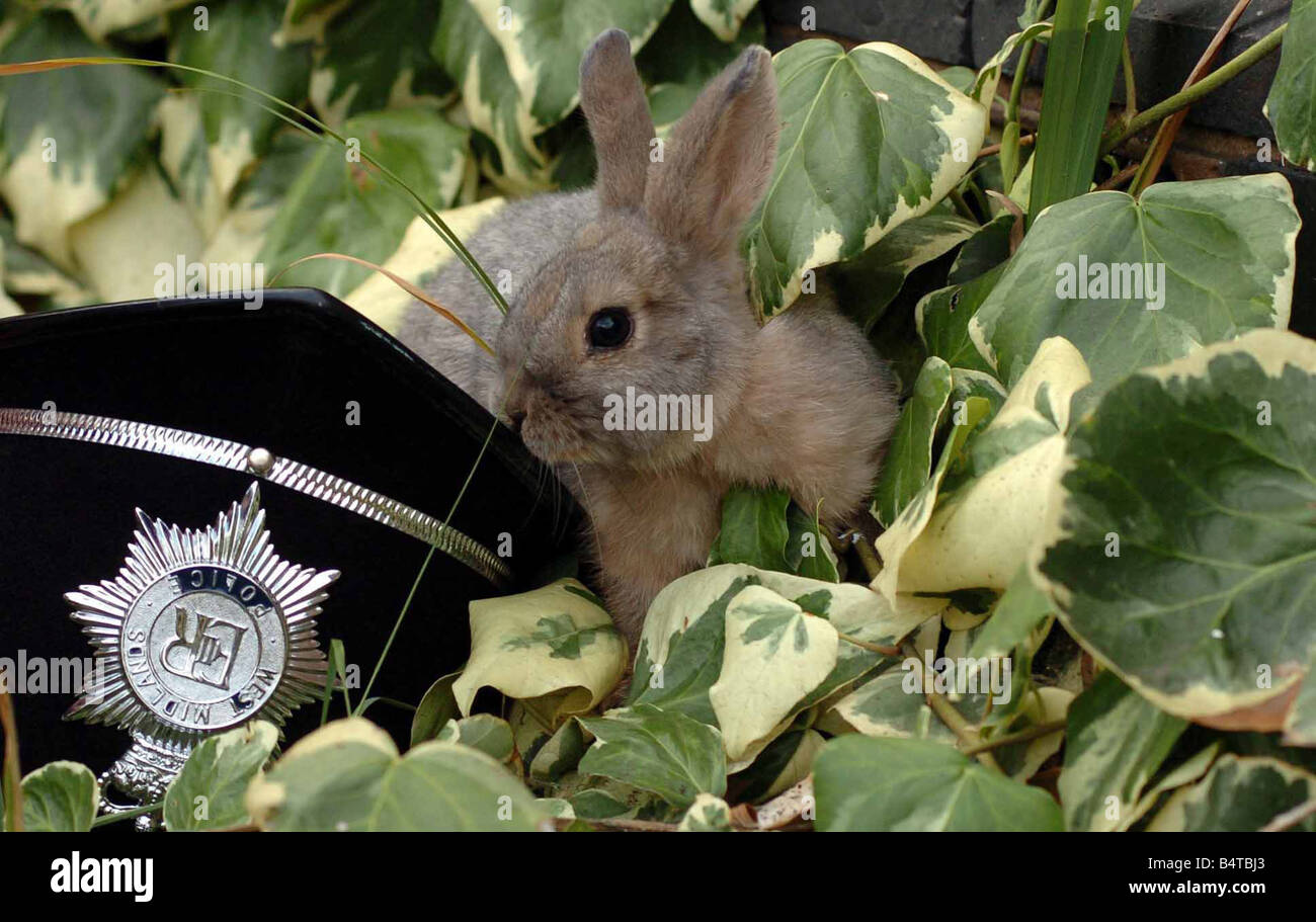 Bunny rabbit nibbling policemans helmet in garden. 2006. Stock Photo
