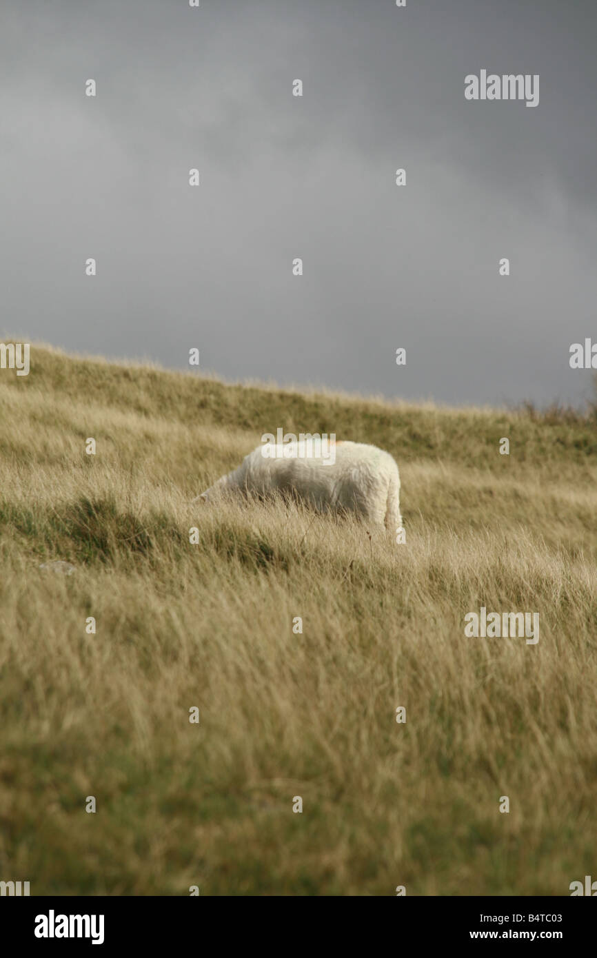 sheep grazing in field in snowdonia north wales Stock Photo - Alamy