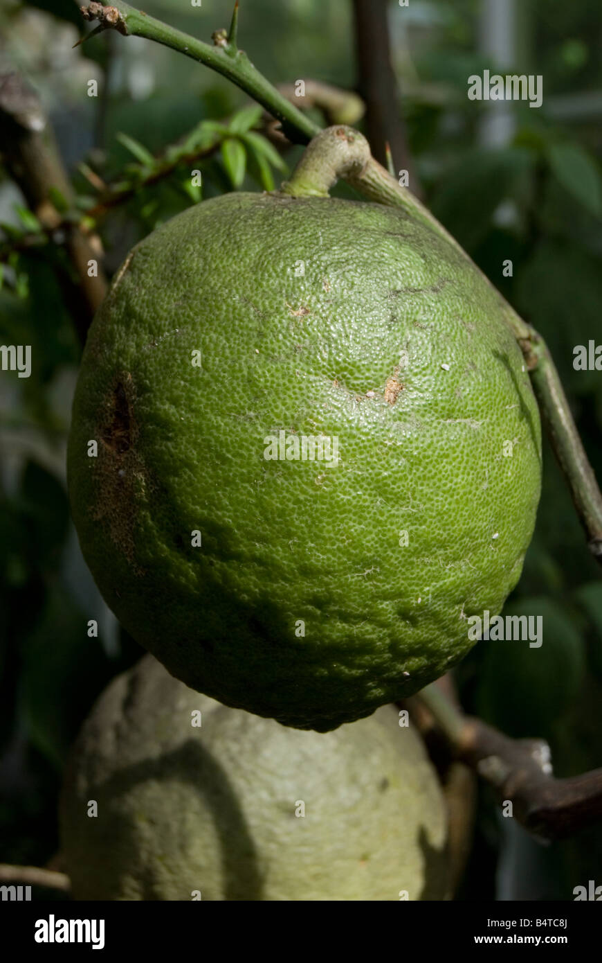Citrus medica, Citron Stock Photo