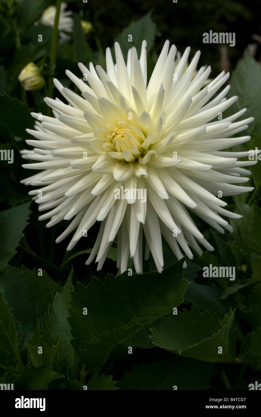Dahlia 'Oreti Bliss' Stock Photo