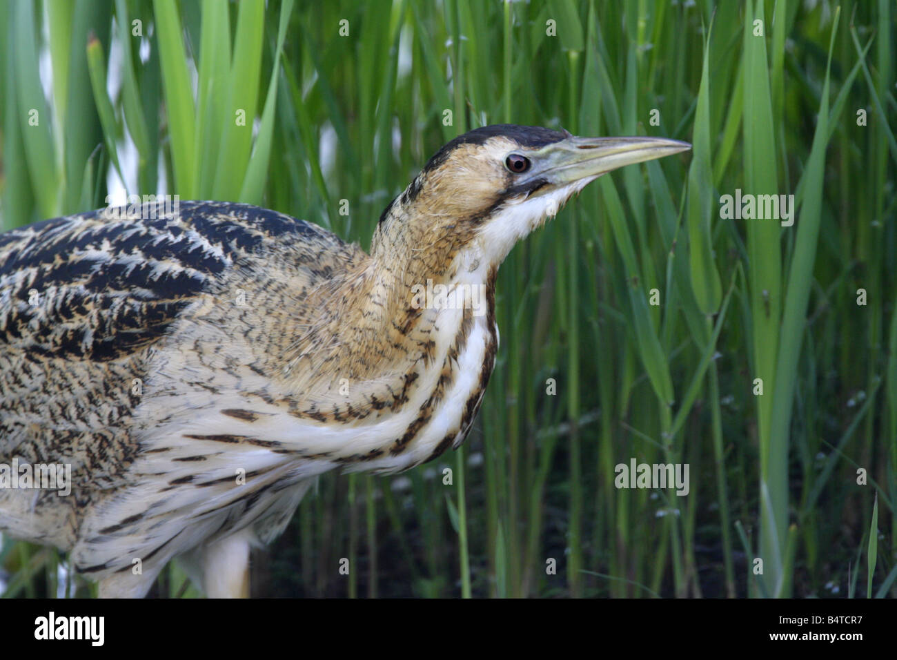 Bittern Botaurus stellaris single adult standing in reedbed Taken May Minsmere Suffolk UK Stock Photo