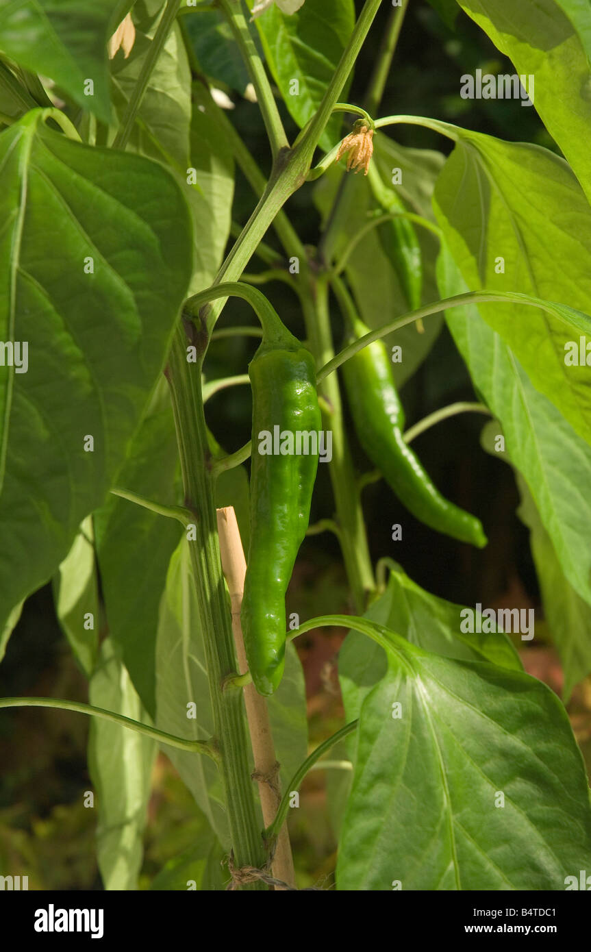 Green chillies chilies plant plants growing in a greenhouse close up