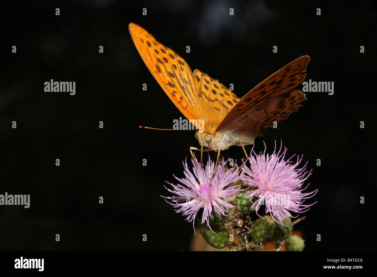 Silver washed Fritillary butterfly Argynnis paphia Peloponnese Greece ...