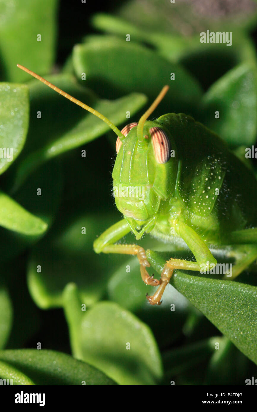 Locust face hires stock photography and images Alamy