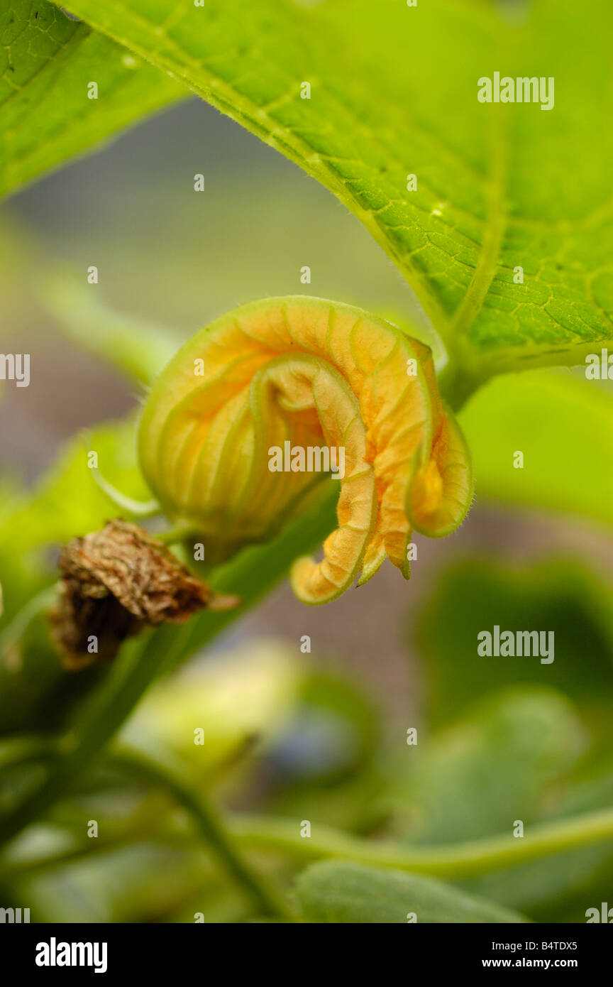 Courgette flower growing on plant Stock Photo Alamy