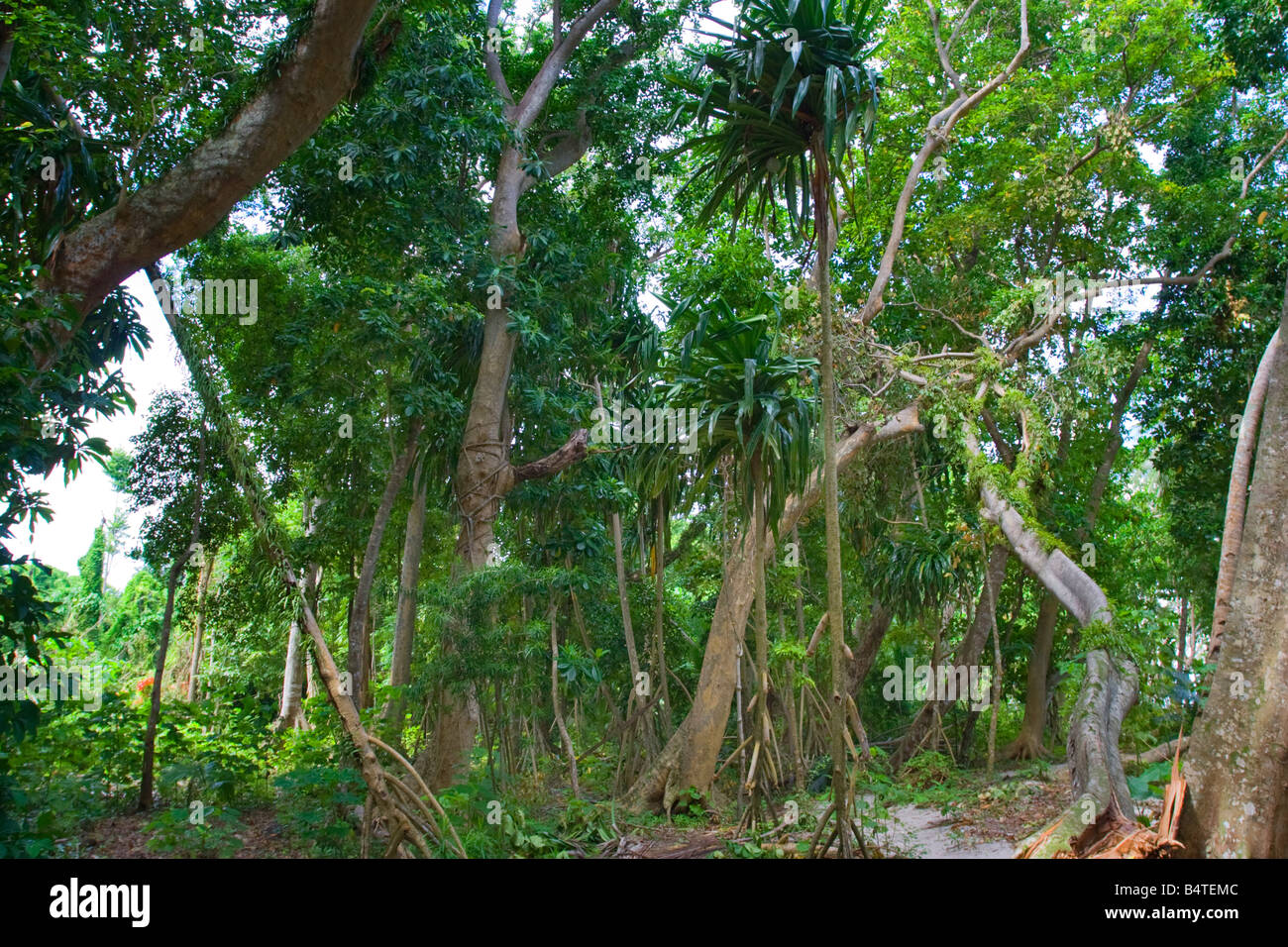 Rainforest on Sipadan Island nr Semporna Sabah Malaysia Stock Photo