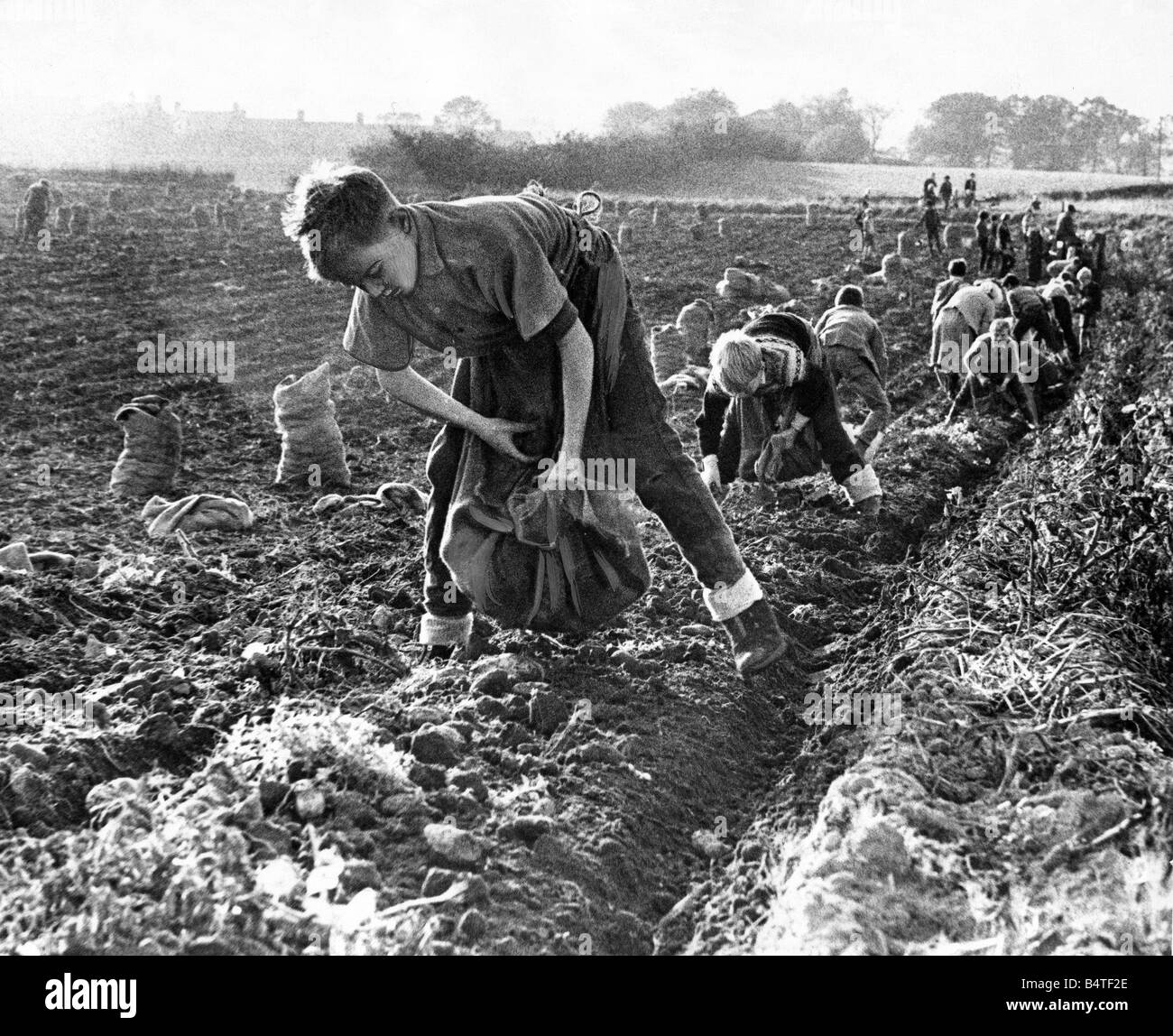 An army of people potato or tattie picking on a farm at Pity Me in October 1962 Stock Photo