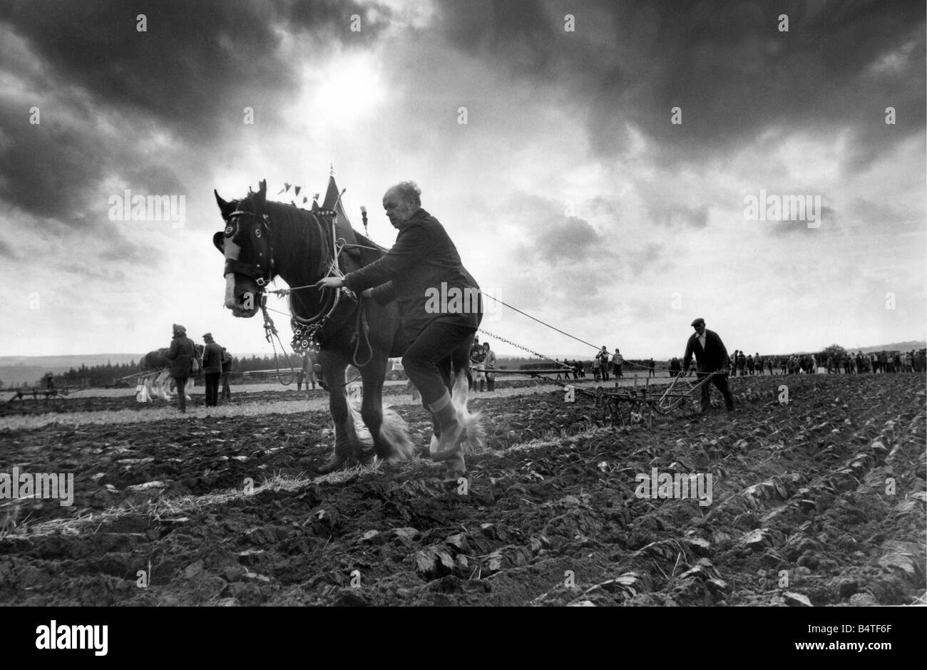 Plough horse hires stock photography and images Alamy