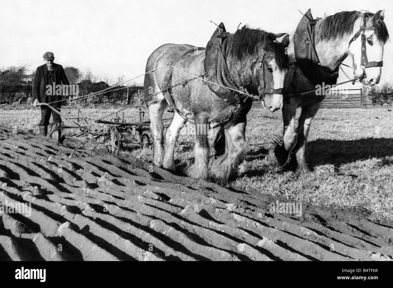 Two Clydesdales Prince and Glen in a ploughing competition in 1973
