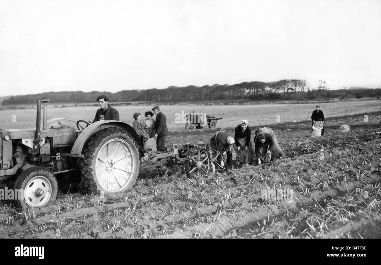 Women potato or tattie pickers following in the path of the mechanical digger on Avenue Head Farm Seaton Delaval Stock Photo