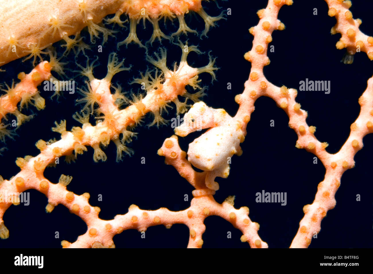 a very preganant male pygmy seahorse Hippocampus denise These are the smallest of the pygmy seahorses Stock Photo