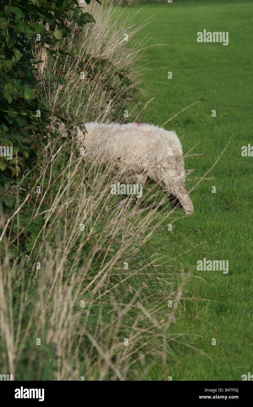One sheep grazing in field in snowdonia hi-res stock photography and ...