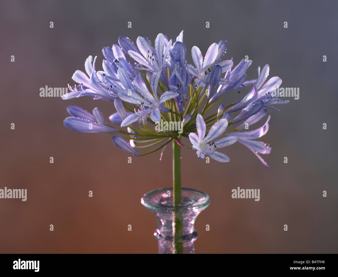 Agapanto hi-res stock photography and images - Alamy