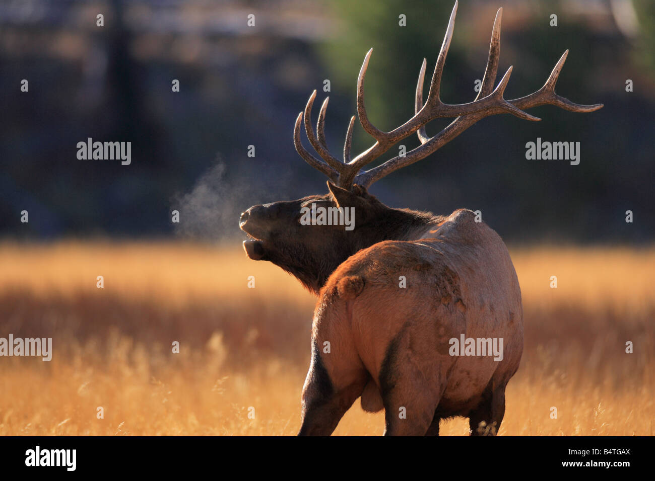 Bull Elk bugling in autumn. Stock Photo